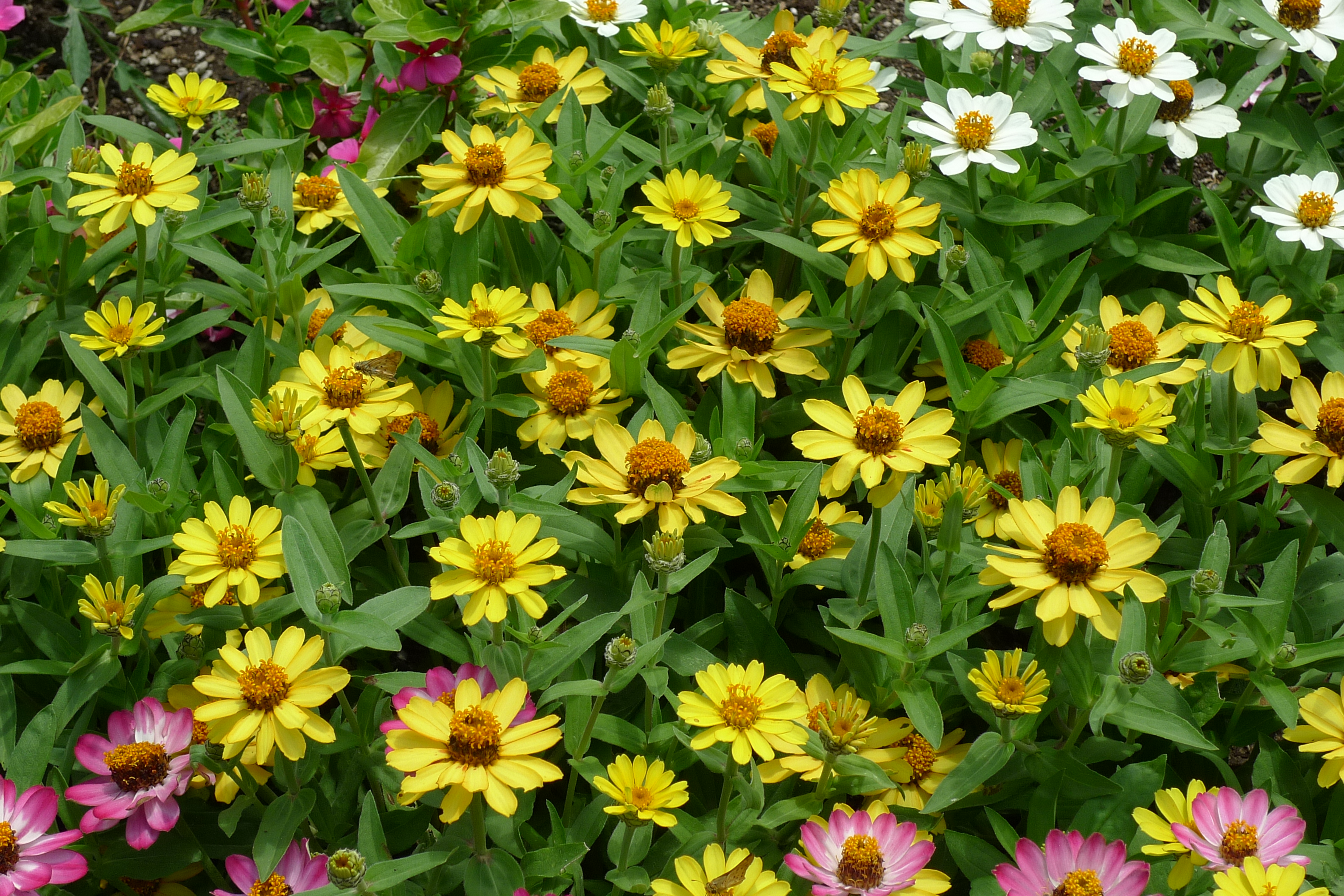 Zinnia angustifolia 'Zahara'